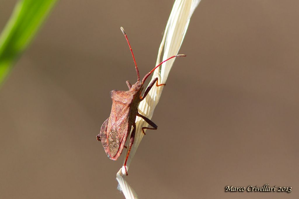 Coreus marginatus? S